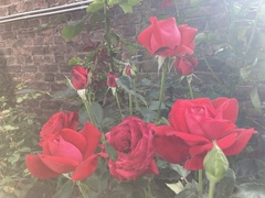 Rosa