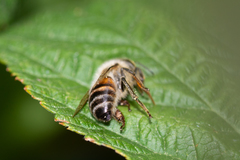 Apis mellifera