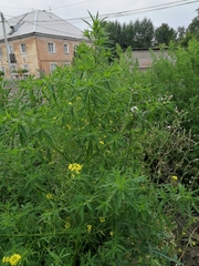 Bassia scoparia