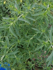 Bassia scoparia
