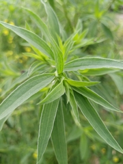 Bassia scoparia
