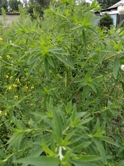 Bassia scoparia