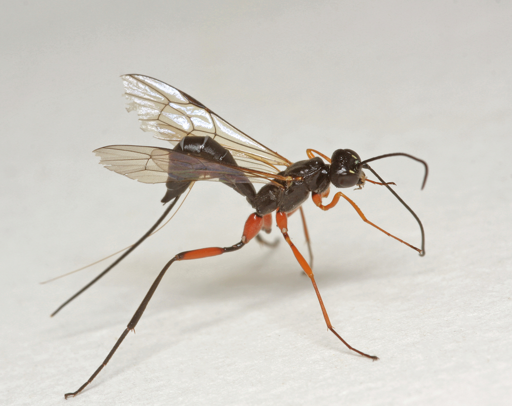 Podoschistus scutellaris