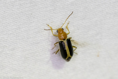 Cyclotrypema furcata