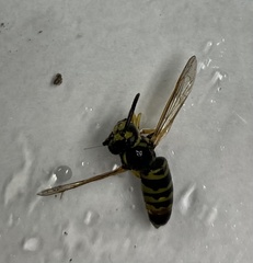 Vespula flavopilosa