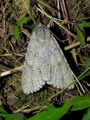 Acronicta americana
