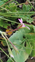 Pelargonium acraeum