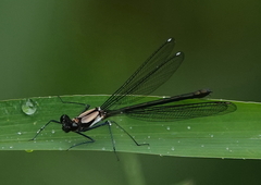 Teinopodagrion