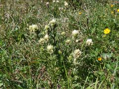 Castilleja parviflora albida
