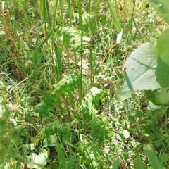 Polemonium caeruleum