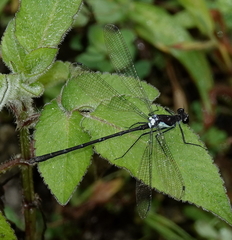 Teinopodagrion