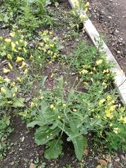 Brassica napus
