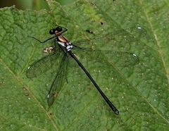 Teinopodagrion