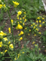 Brassica napus