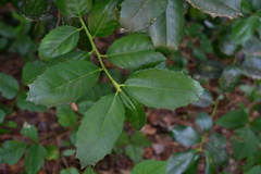 Ilex latifolia