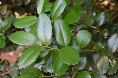 Ilex latifolia