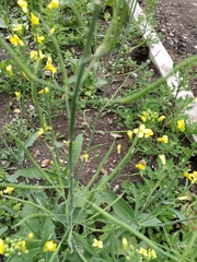 Brassica napus