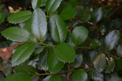 Ilex latifolia
