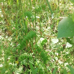 Polemonium caeruleum