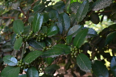 Ilex latifolia