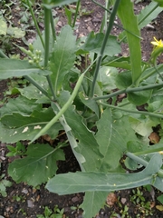 Brassica napus