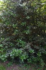 Ilex latifolia