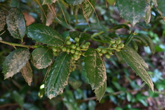 Ilex latifolia