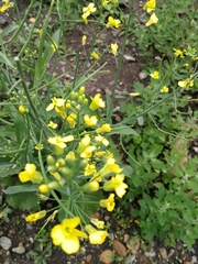 Brassica napus