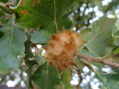 Andricus theophrasteus