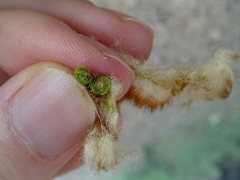 Andricus theophrasteus