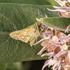 Hesperia assiniboia