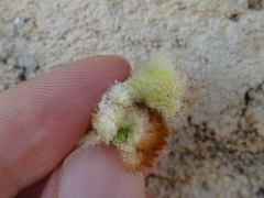 Andricus theophrasteus