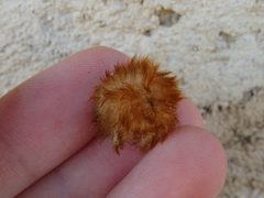 Andricus theophrasteus