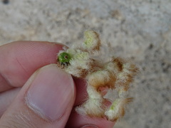 Andricus theophrasteus