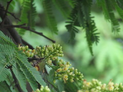 Cephonodes hylas