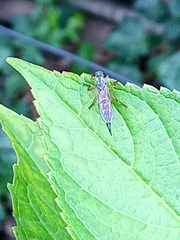 Neomochtherus geniculatus