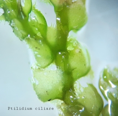 Ptilidium ciliare