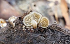 Hohenbuehelia grisea