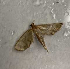 Crocidophora serratissimalis