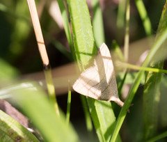 Polypogon tentacularia