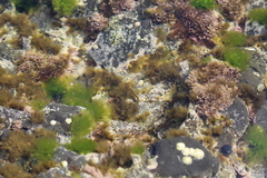 Parablennius laticlavius