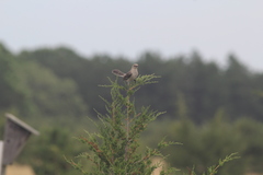 Mimus polyglottos polyglottos