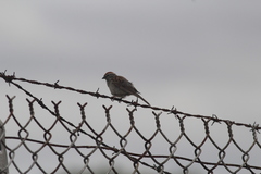 Spizella passerina passerina