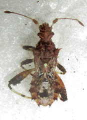Mevanidea hystrix