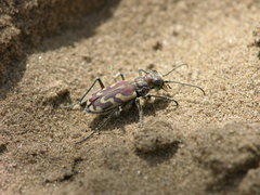 Cicindela lengi versuta
