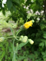 Sonchus arvensis