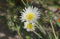Malacothrix coulteri