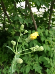 Sonchus arvensis