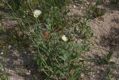 Malacothrix coulteri
