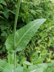 Sonchus arvensis